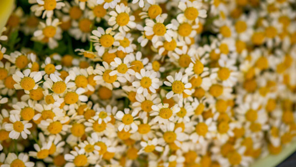 Wallpaper Chamomile, White, Blur, Yellow, Spring, Flowers, Daisies, Background