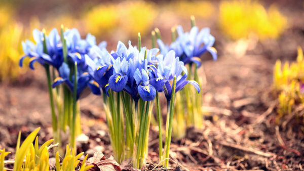 Wallpaper Flowers, Blue, Iris