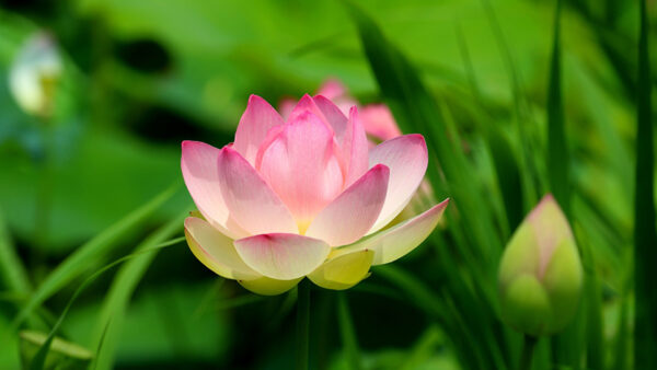 Wallpaper Flowers, Lotus, Flower, Pink, Green, Blur, Background, Leaves