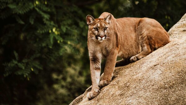 Wallpaper Green, Cougar, Sitting, Background, Rock, Tree, Branches