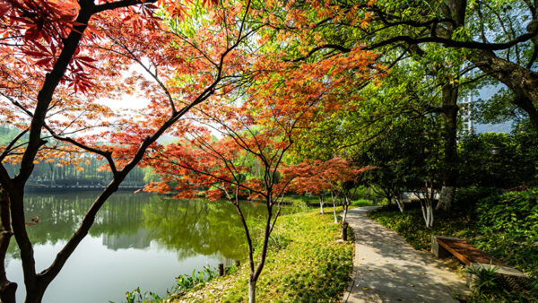 Wallpaper Colorful, Bushes, Trees, And, Plants, Between, Sunrays, Path, Lake, Nature