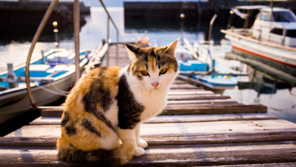 Wallpaper Wood, Cat, Dock, Standing, Calico, Desktop