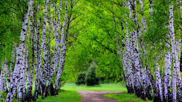 Wallpaper Forest, Nature, Grass, Green, Background, Beautiful, Trees, Field