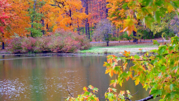 Wallpaper Trees, Leafed, Autumn, Spring, Colorful, Branches, Nature, Beautiful, Lake