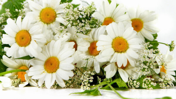 Wallpaper Beautiful, Camomile, Flowers, Bouquet, White