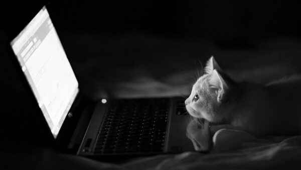 Wallpaper Laptop, Watching, Screen, Cat, Funny