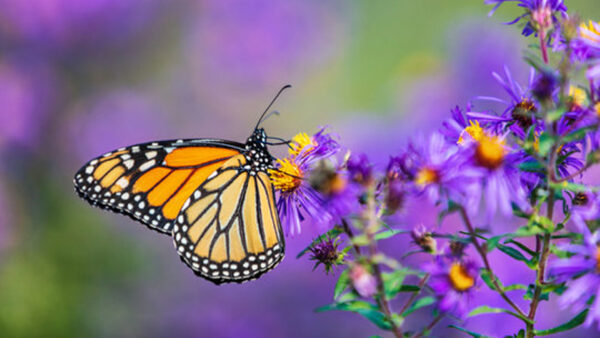 Wallpaper Butterfly, Blur, Yellow, Dots, Lines, Design, Flower, Purple, Black, White, Background