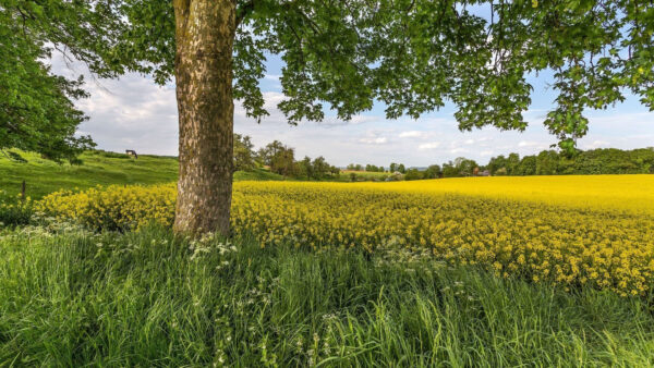 Wallpaper Field, Sky, Yellow, Under, Nature, Green, And, Flowers, White, Trees, Grass, Clouds, Blue