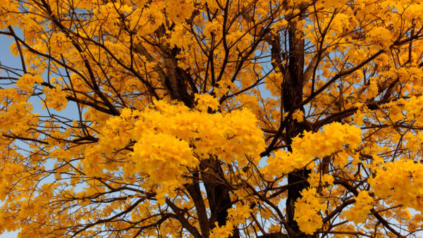Wallpaper Beautiful, Yellow, Flowers, Blue, Sky, Tree, Branches, Background