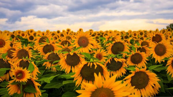 Wallpaper Clouds, Sunflower, Field, White, Sky, Blue