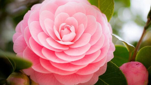 Wallpaper Petals, Closeup, Pink, Flower, Rose, Light, Flowers, View