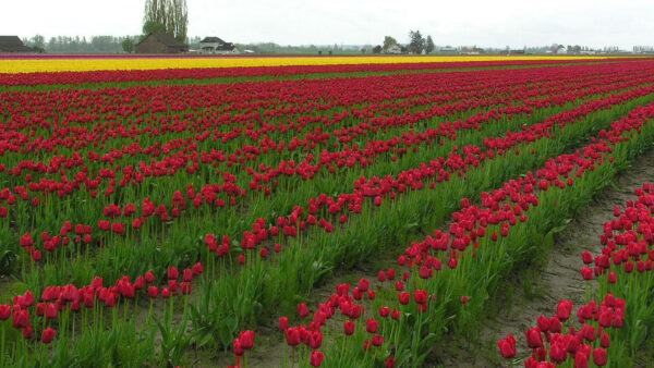 Wallpaper Yellow, Valley, Tulip, Field, Flowers, Red, Beautiful