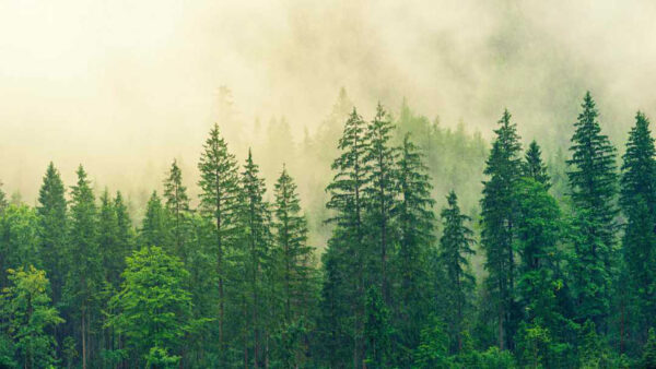 Wallpaper Forest, Trees, Background, Fog, Green