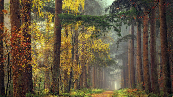 Wallpaper Colorful, Nature, Fall, Fog, Forest, Foliage, Road