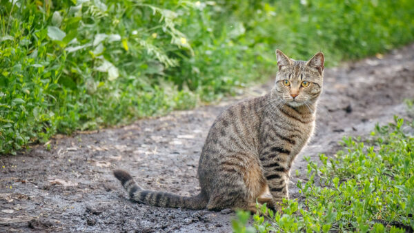 Wallpaper Cute, Brown, Eyes, Pathway, Black, Sitting, Yellow, Cat