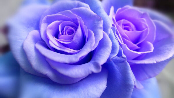 Wallpaper Blue, Rose, Blur, Background, Flowers