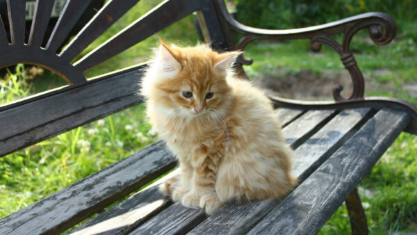 Wallpaper Kitten, Daytime, Cat, Sitting, White, Bench, During, Wood, Brown