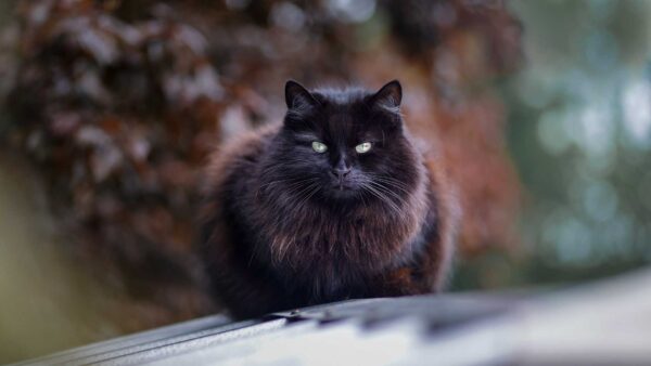 Wallpaper Stare, Bokeh, Cat, With, Background, Eyes, Black, White, Look