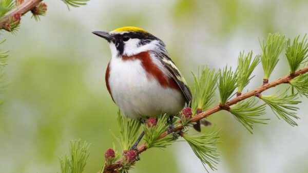 Wallpaper Green, Branch, Bird, Brown, Background, White, Tree, Birds, Yellow, Black, Blur, Desktop