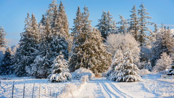 Wallpaper Blue, Bushes, Trees, Frost, Field, Background, Branches, Covered, Sky, Winter, Snow