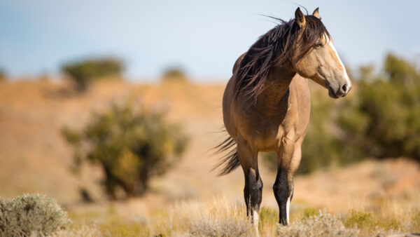 Wallpaper Light, Brown, Trees, Horse, Blur, Standing, Background, Sky