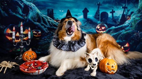 Wallpaper Halloween, Pumpkins, Graveyard, Dog, Cute, Jack-O-Lantern