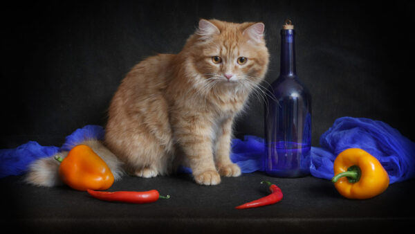 Wallpaper Background, White, Sitting, Table, Kitten, Eyes, Black, Yellow, WALL, Light, Cat, Brown