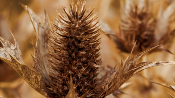 Wallpaper Background, Blur, Closeup, Thistle, Aesthetic, View, Brown