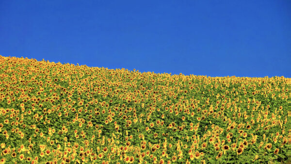 Wallpaper Yellow, Field, Leaves, Flowers, Sky, Under, Green, Plants, Sunflowers, Blue