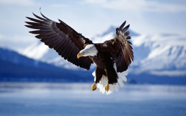 Wallpaper Alaska, Flight, Bald, Eagle