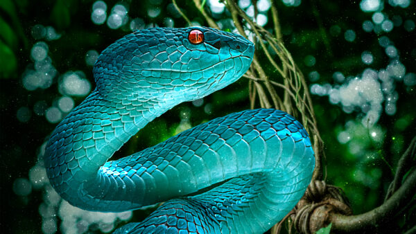 Wallpaper Blue, Snake
