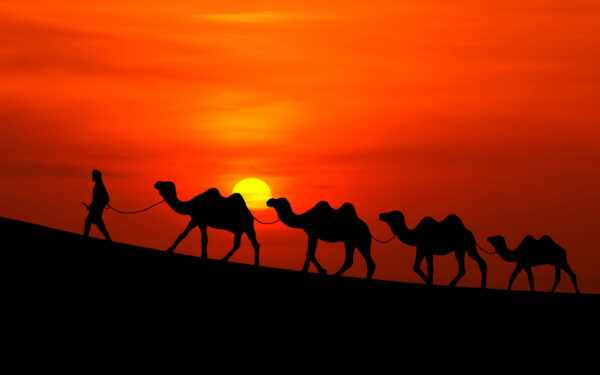 Wallpaper Camels, Arabian, Sunset