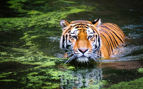 Wallpaper Zoo, Tiger