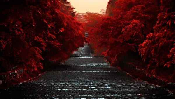 Wallpaper Road, Desktop, Trees, Dark, Between, Aesthetic, Autumn, Red