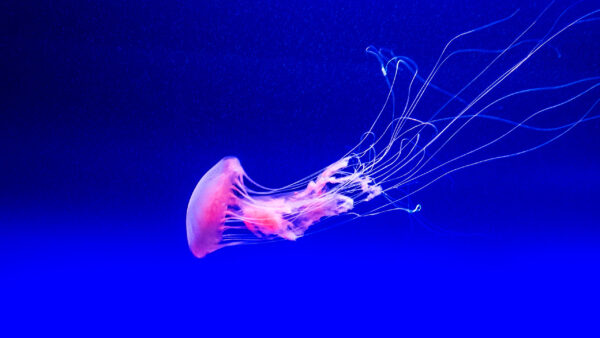 Wallpaper Underwater, Jellyfish