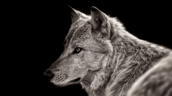 Wallpaper 4k, Download, Wallpaper, Images, Background, Wolf, Pc, Animals, Animal, View, Free, Desktop