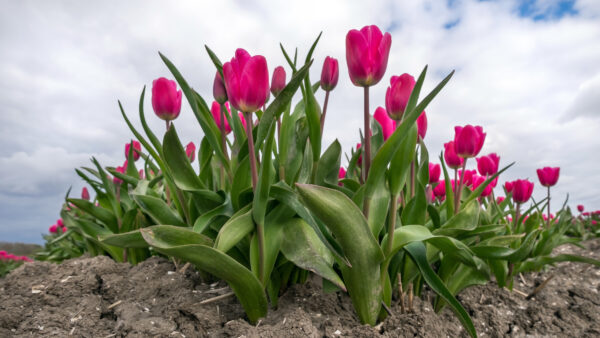 Wallpaper Pink, Mobile, Tulip, Flowers, Desktop, Phone