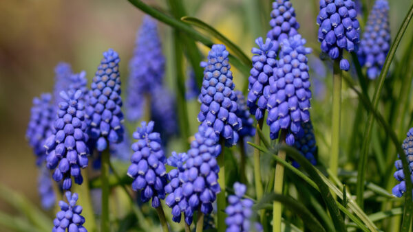 Wallpaper Wallpaper, Free, Images, Mobile, 4k, Flowers, Background, Hyacinth, Cool, 5k, Pc, Desktop, Phone