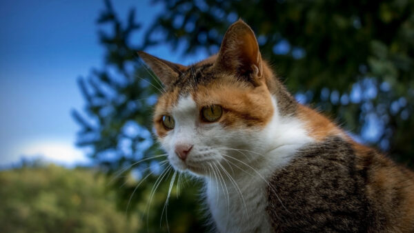 Wallpaper Blue, Cat, With, Sky, And, Animals, Desktop, Background, Trees, White, Brown