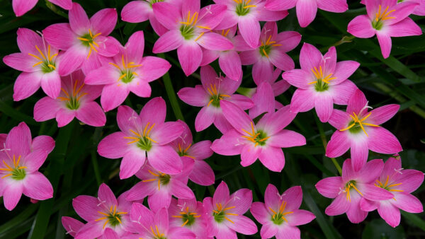 Wallpaper Pink, Lily, Desktop, Flowers