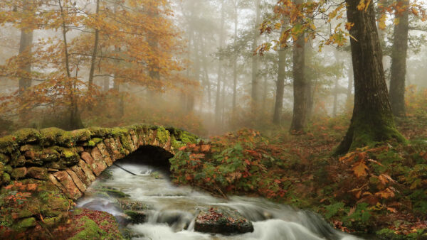 Wallpaper River, Fog, Bridge, Desktop, Fall, Mobile, Nature