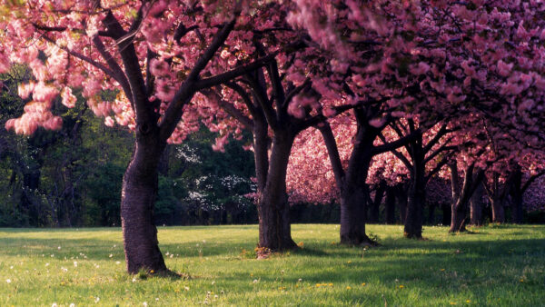 Wallpaper Flower, Desktop, Full, Trees, Spring, Season, During, Pink, Blossom