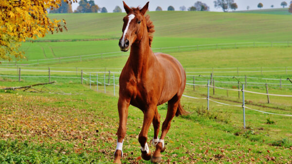 Wallpaper Brown, Desktop, Horse, With, Background, Green, Mobile, Hills