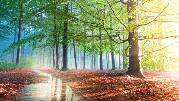 Wallpaper Nature, Trees, Desktop, Reflection, Mobile, Green, Autumn, Puddle, With, Fog
