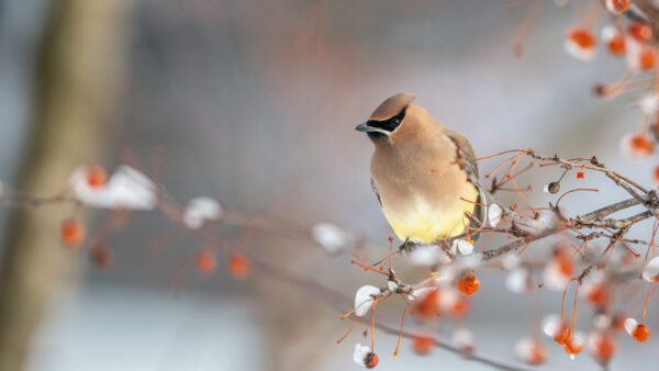 Wallpaper Background, Waxwing, With, Standing, Branch, Bird, Birds, Mobile, Desktop, Blur