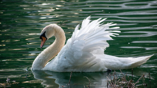 Wallpaper White, Water, Green, Birds, Desktop, Swan