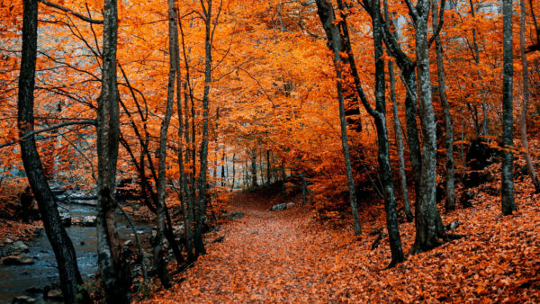 Wallpaper Foliage, Leaves, Autumn, Orange, Nature, Path