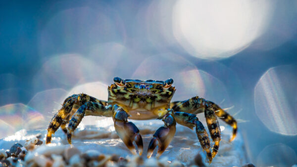 Wallpaper Background, Bokeh, Crustacean, Crab