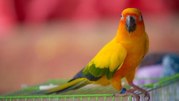 Wallpaper Orange, Red, Yellow, Desktop, Background, Blur, Birds, Green, Bird, Stand, Standing