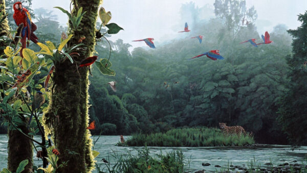 Wallpaper Birds, View, Beautiful, Forest, Animals